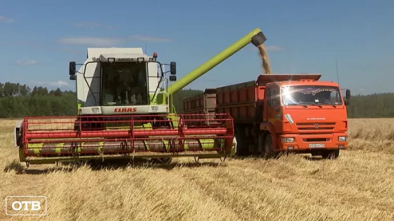 Бурёнки будут сыты: в Свердловской области началась уборка зерновых и кормовых культур