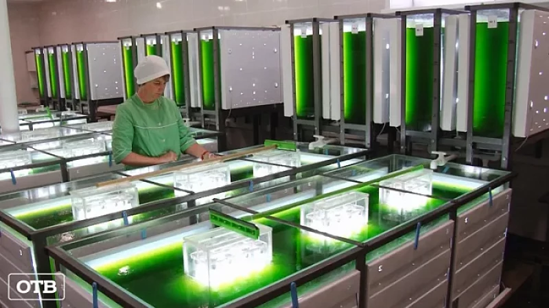 В Екатеринбурге начали культивировать полезные микроводоросли