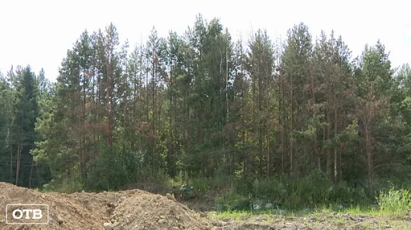 Жители Слободы жалуются на постоянный едкий дым со стороны леса