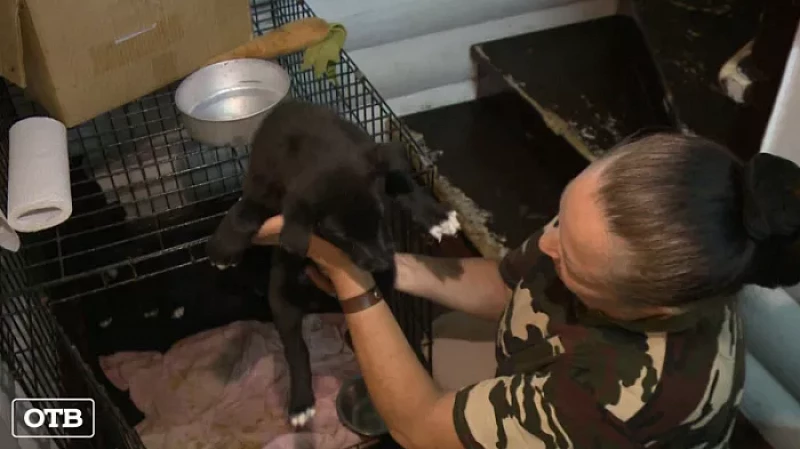 Жительница Екатеринбурга тратит почти все деньги на помощь бездомным животным