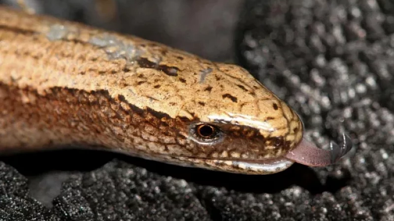 Рептилии наступают: новый вид ящериц и змей в Жигулёвском заповеднике