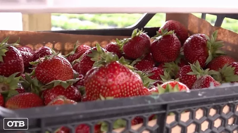 Под Екатеринбургом запустили туры по ягодным полям