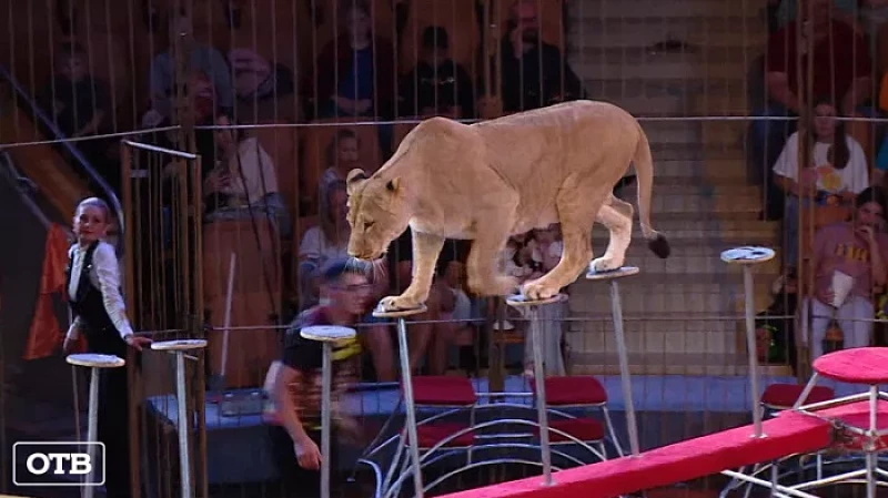 На манеж екатеринбургского цирка вышли восемь самых опасных хищников планеты
