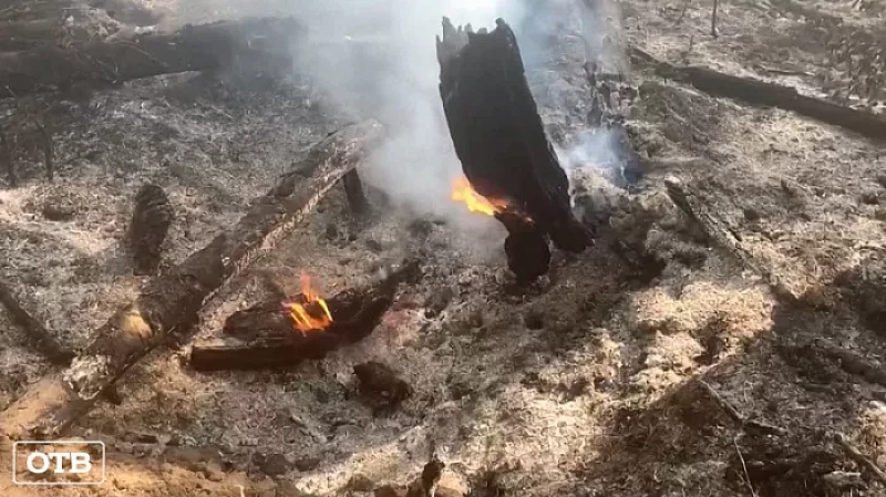 В Берёзовском округе горит лес: информацию о поджигателях просят сообщать по телефону 112