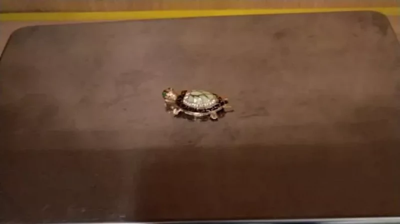 Пассажирка самолета привезла 10 золотых черепах из Стамбула в Екатеринбург