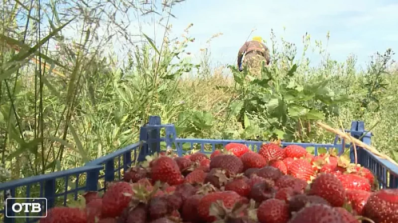 В Логиново братья-фермеры выращивают больше 10 сортов клубники