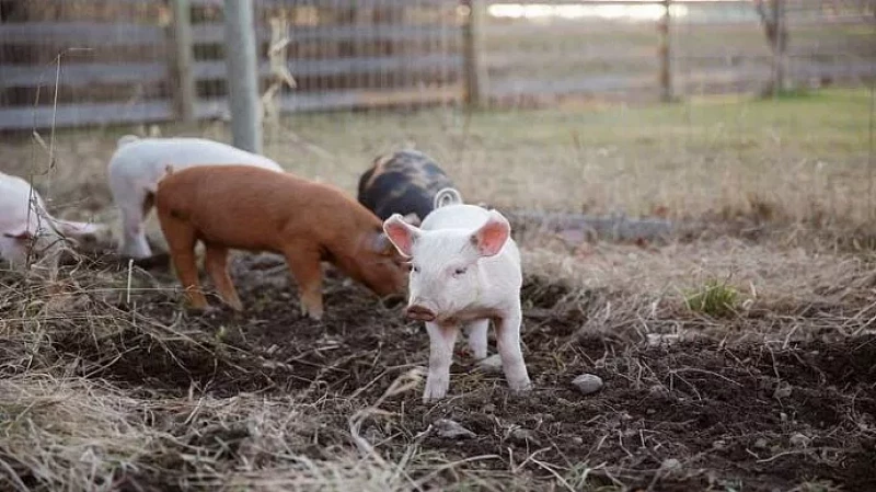 В говяжью тушенку подложили свинью