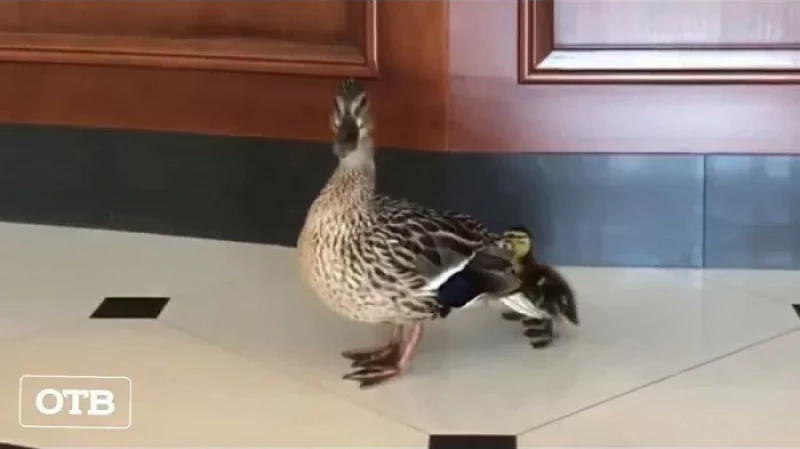 Утка привела в клубный дом «Тихвинъ» своих утят