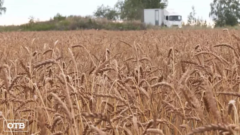 Свердловские власти впервые сделают ставку на сельское хозяйство
