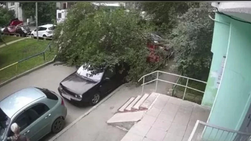 На Ботанике дерево чуть не задавило мужчину
