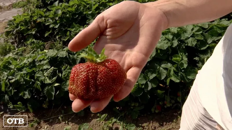 Садовую землянику размером с куриное яйцо вырастили в Екатеринбурге