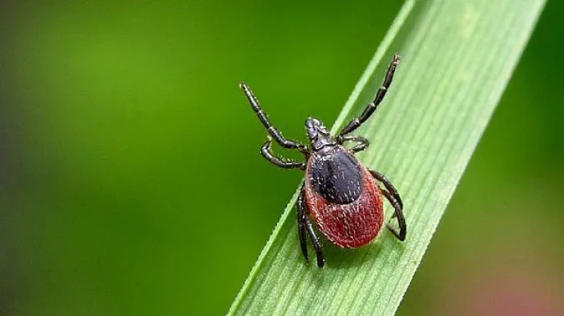 В Свердловскую область завезли 30 млн клещей и насекомых