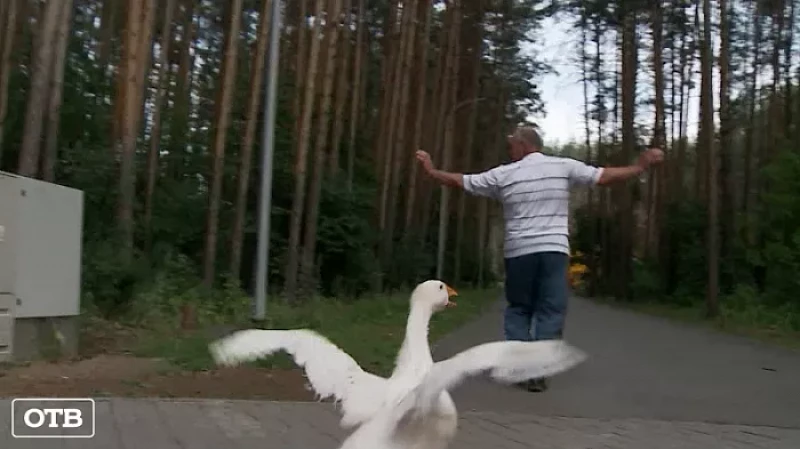 В посёлке большой Исток мужчина ходит на прогулки с гусем
