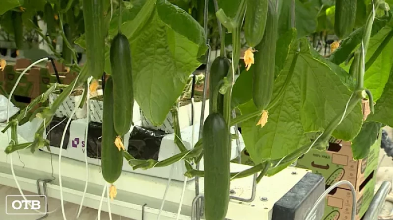 В Свердловской области на поддержку аграриев направлено больше 4 млрд рублей