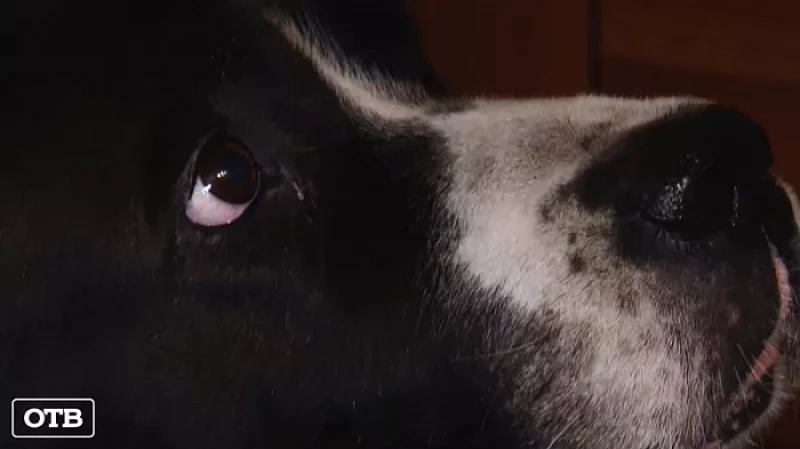 В Патрушах алабай уже несколько лет держит в страхе всё село