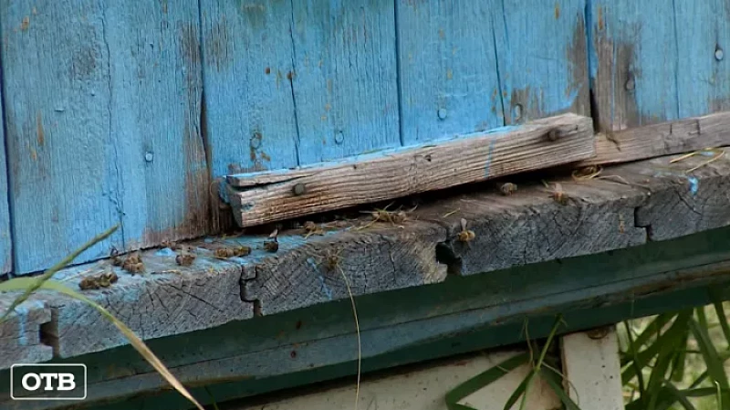 Пчелиный апокалипсис: в Свердловской области массово гибнут насекомые