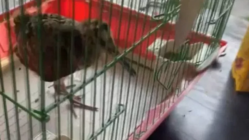 Росгвардеец спас маленького вальдшнепа на оживлённой трассе