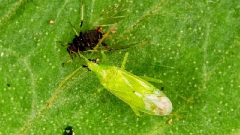 В Свердловскую область завезли ещё 120 тысяч насекомых и клещей