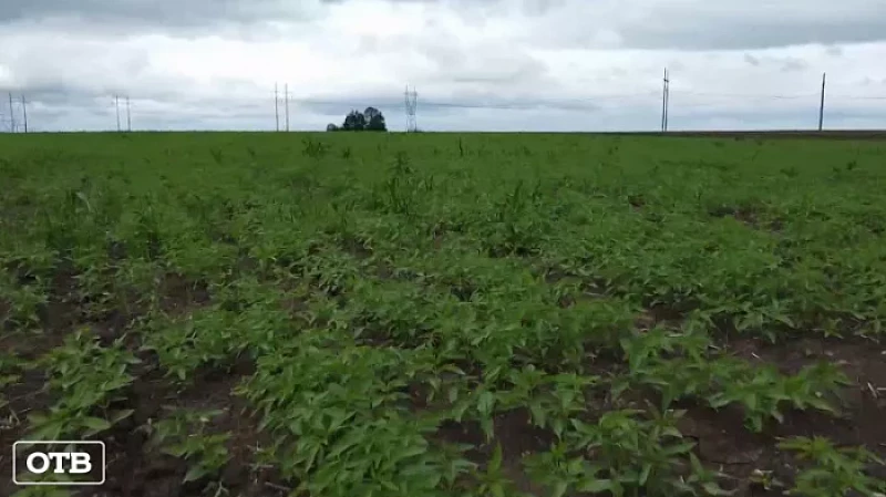 В Свердловской области засеяли коноплей 15 гектаров