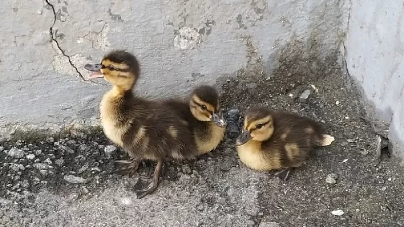 Во дворе полицейского главка Свердловской области поселилось семейство уток