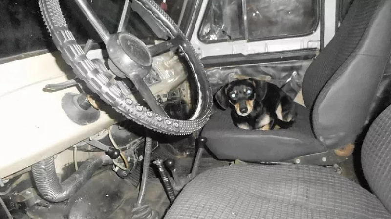 В Верхотурье парень вместе с таксой угнали машину