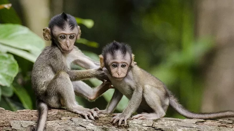 В России за месяц готовы изобрести вакцину от оспы обезьян