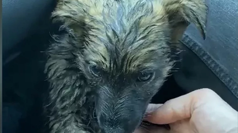 Сидел на дороге около сбитого брата: в Берёзовском неравнодушные люди спасли щенка от смерти