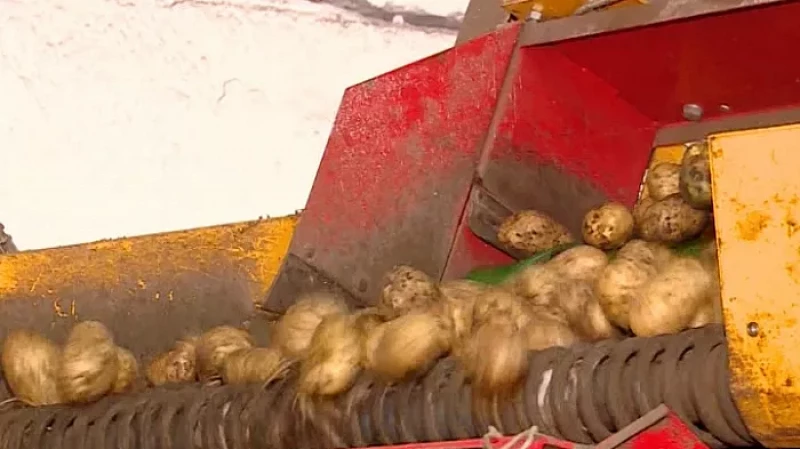 Свердловчанам пообещали снижение цен на овощи