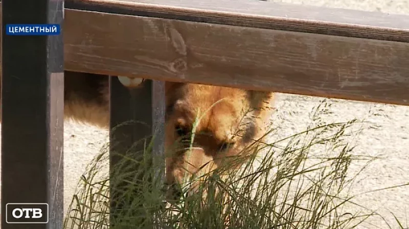 В Цементном бездомные собаки покусали восьмилетнюю девочку