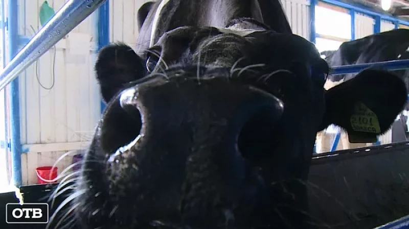 Самые лучшие операторы искусственного осеменения живут в Камышловском районе