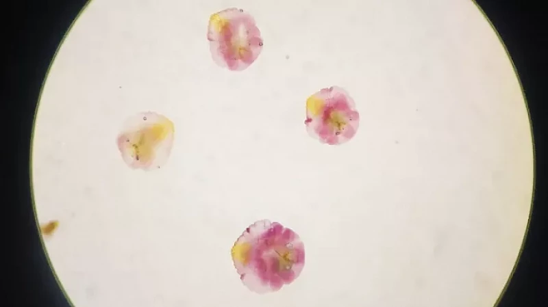 На Урал завезли больше 17 тонн зараженных щитовкой яблок из Узбекистана