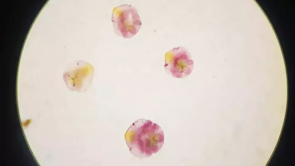 На Урал завезли больше 17 тонн зараженных щитовкой яблок из Узбекистана