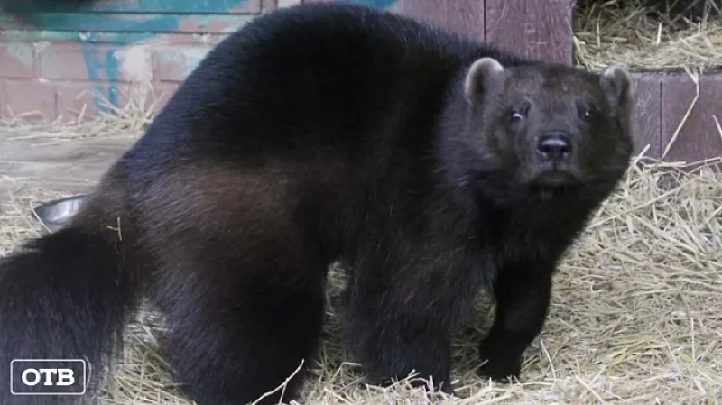 В Екатеринбургском зоопарке поселился росомаха Шайтан