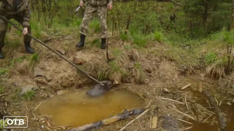 Уральские инспекторы спасли бобра, попавшего в браконьерскую ловушку