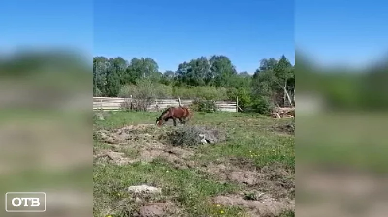 Коня, напавшего на жителя Верхней Салды, могут усыпить