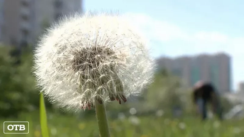 Екатеринбург накрыл пух от ив и одуванчиков