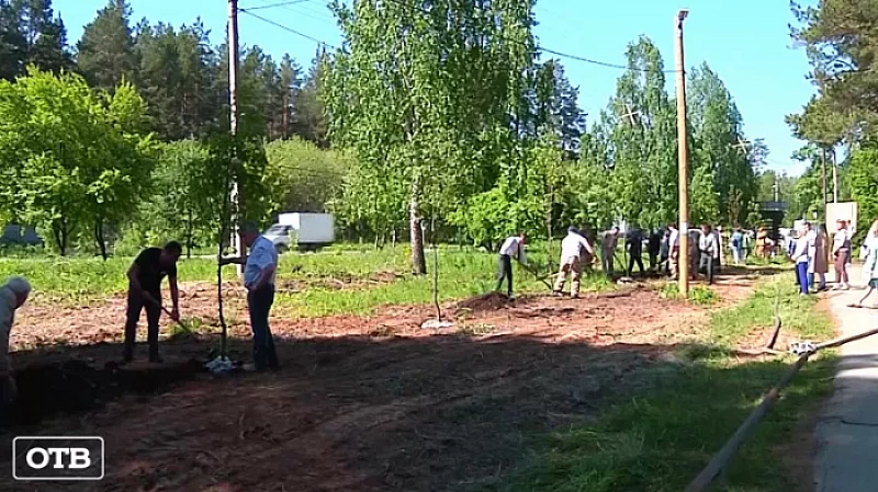 20 посаженных рябин составили первую аллею лесоводов в Берёзовском лесничестве
