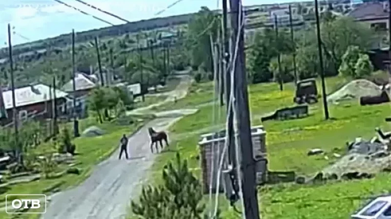 В Верхней Салде конь затоптал прохожего