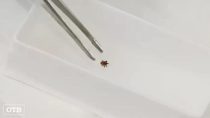 Клещи покусали уже более 15 000 свердловчан, более 100 человек госпитализированы с боррелиозом