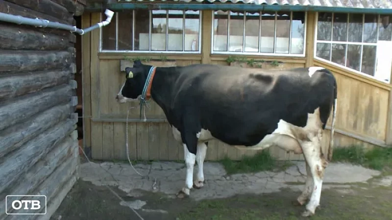 По поручению губернатора Евгения Куйвашева многодетной семье из Ключевска передали корову