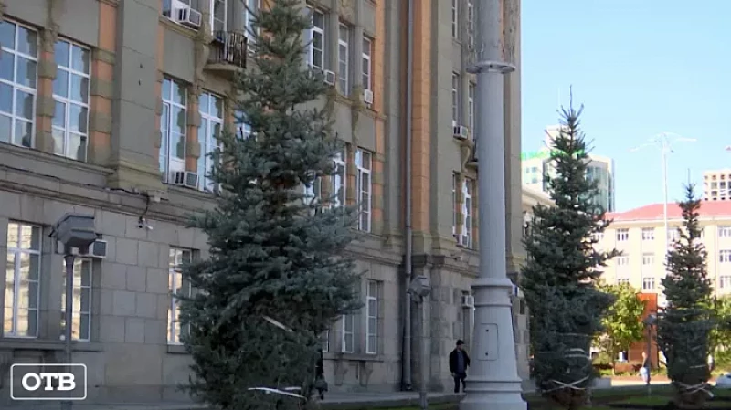 Новые ели высадили перед зданием администрации Екатеринурга