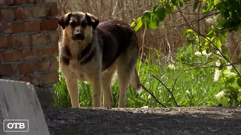 Едва не съели заживо: в Екатеринбурге стая бездомных собак покусала женщину