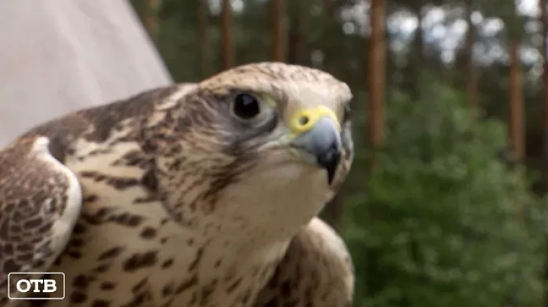 На Урале ищут волонтёров для восстановления популяции краснокнижных птиц