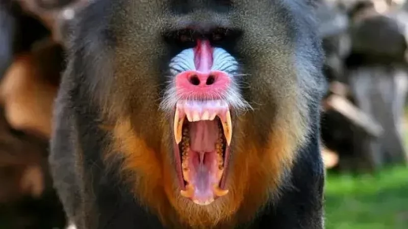 Оспа обезьян: симптомы, инкубационный период, насколько опасен вирус