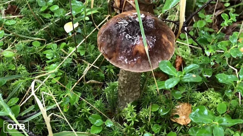 Весенние сморчки и первые маслята: сезон тихой охоты открыт в уральских лесах