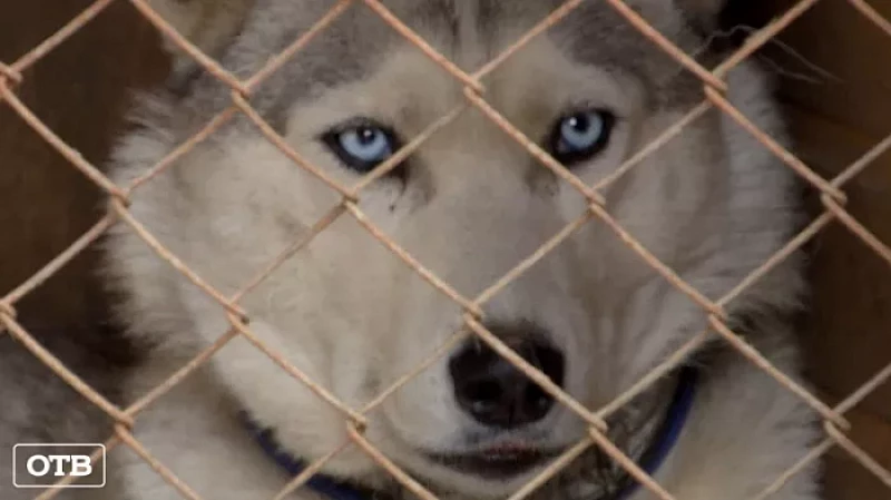 В Екатеринбурге стая псов загрызла двух йоркширских терьеров