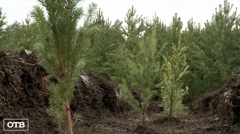 3000 молодых елей появились в посёлке Исток