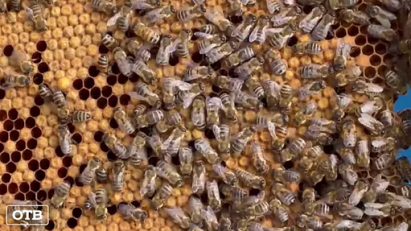 Пасечник из посёлка Решёты содержит более миллиона пчёл