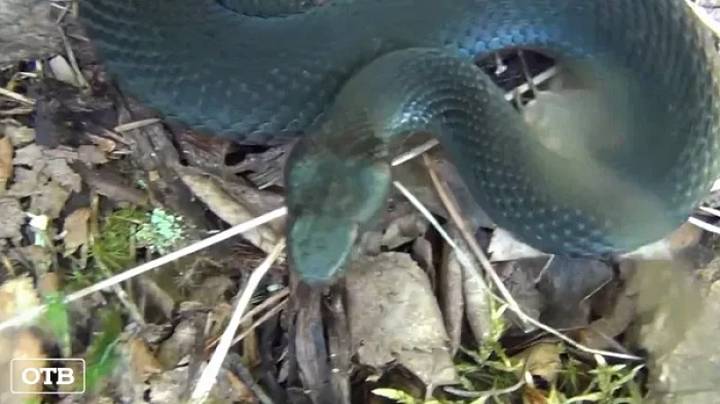 В екатеринбургском парке девушку дважды укусила гадюка