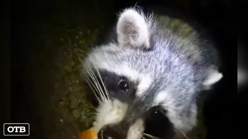 На Урале диких животных прививают съедобными вакцинами